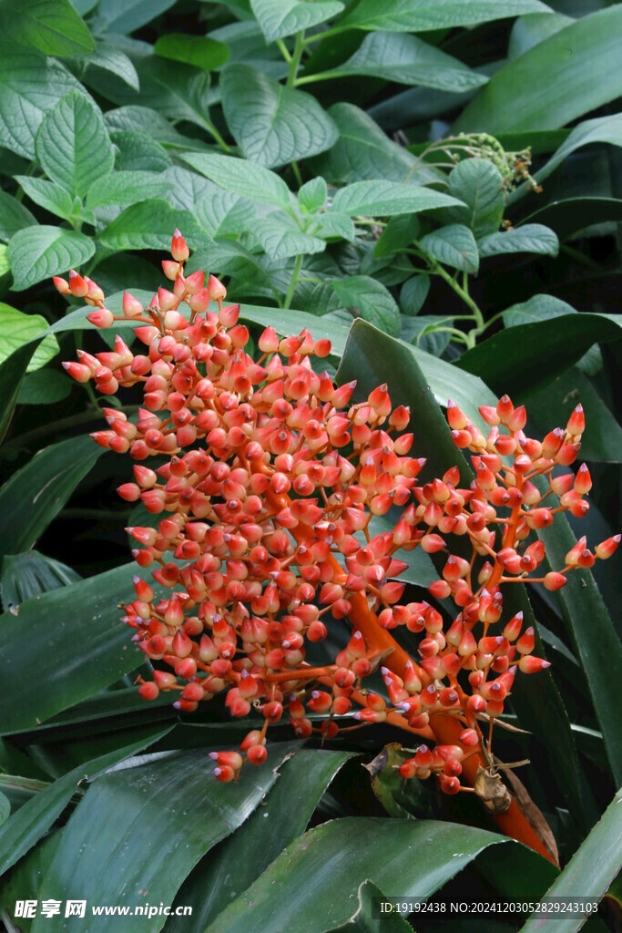 水塔花 
