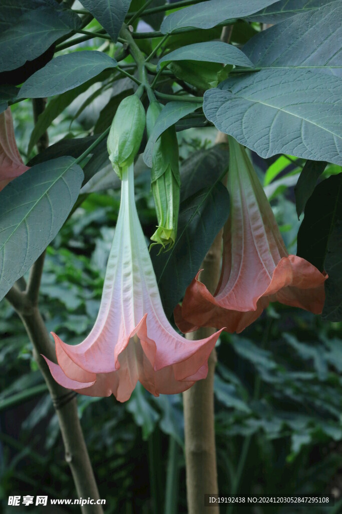 曼陀罗花  