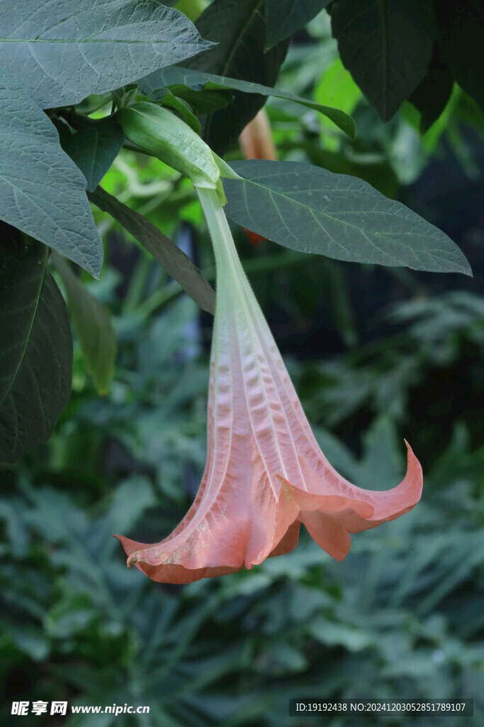 曼陀罗花 