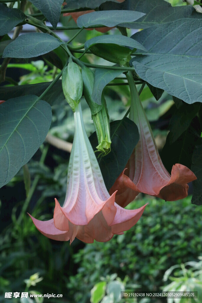 曼陀罗花 
