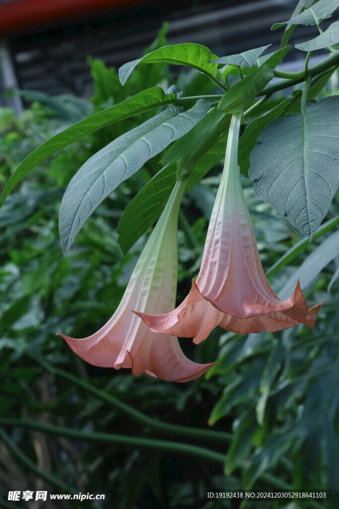 曼陀罗花 