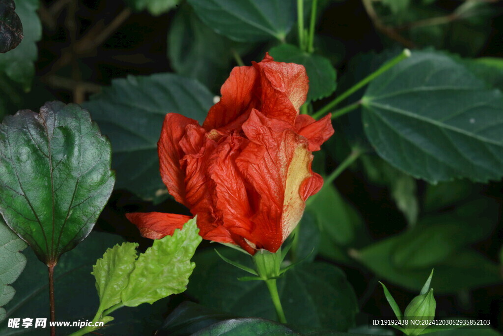 朱槿花 