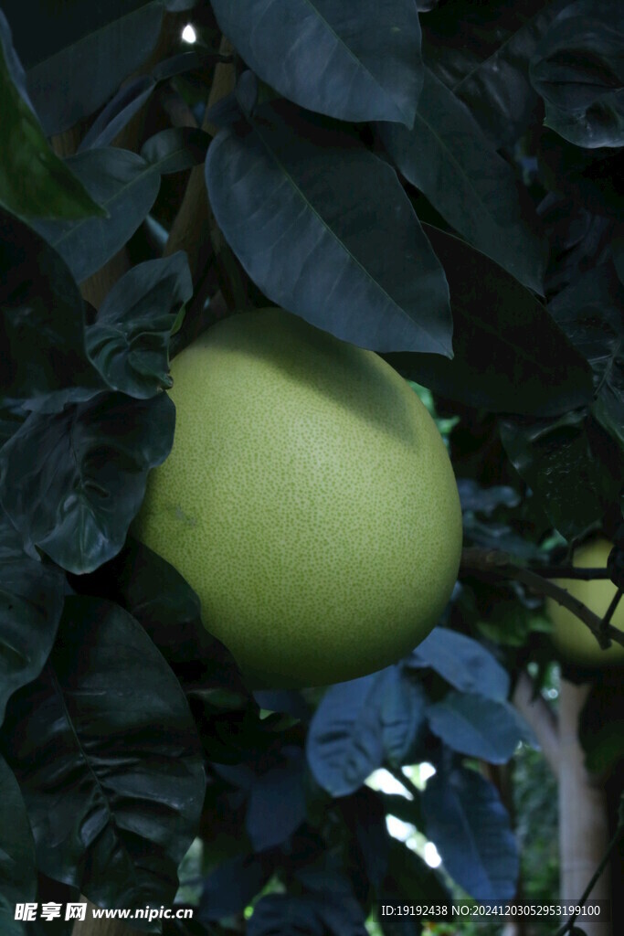 柚子  