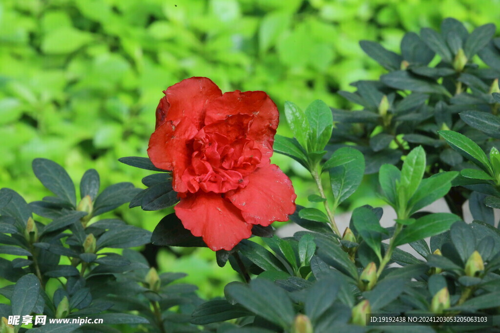 杜鹃花 