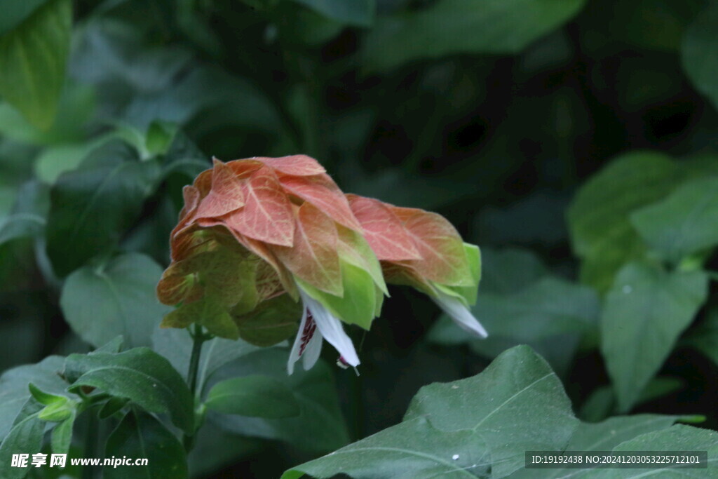 虾衣花 