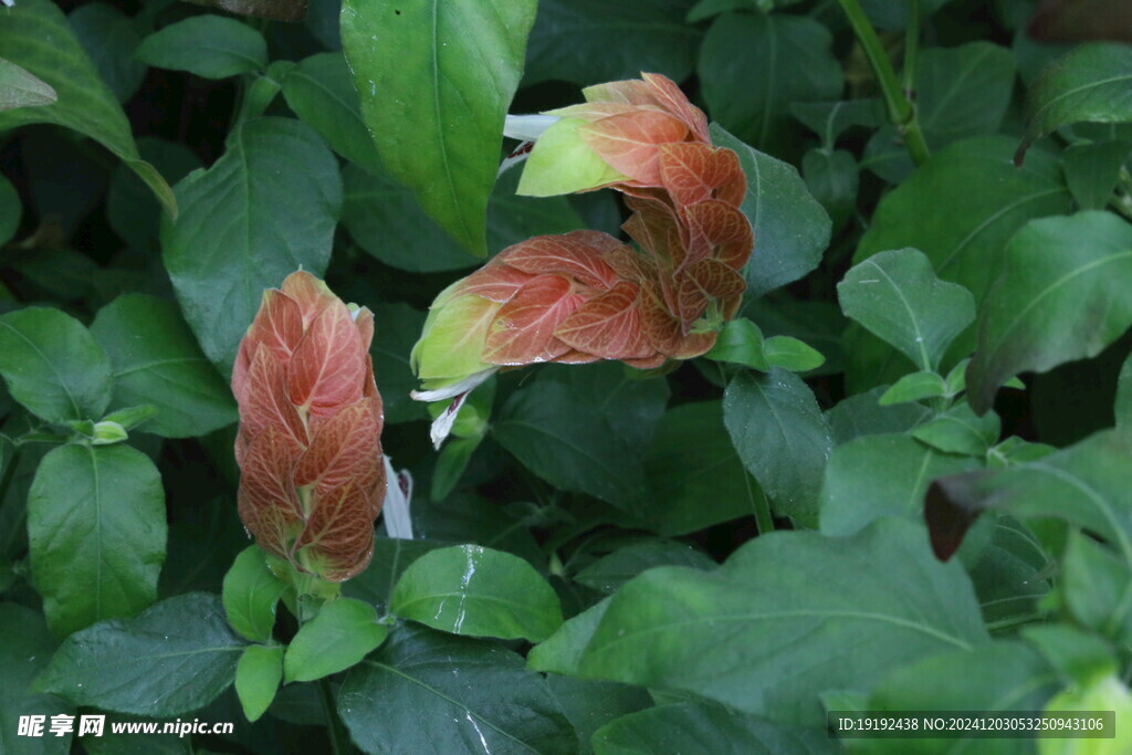 虾衣花 