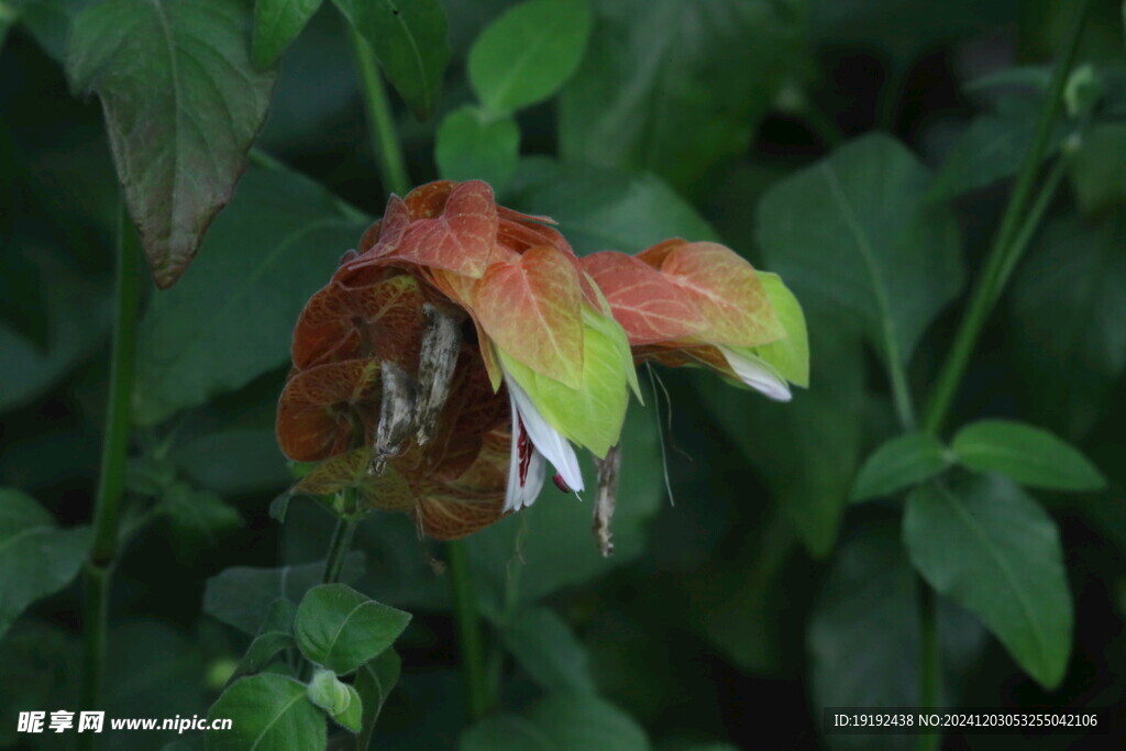 虾衣花 