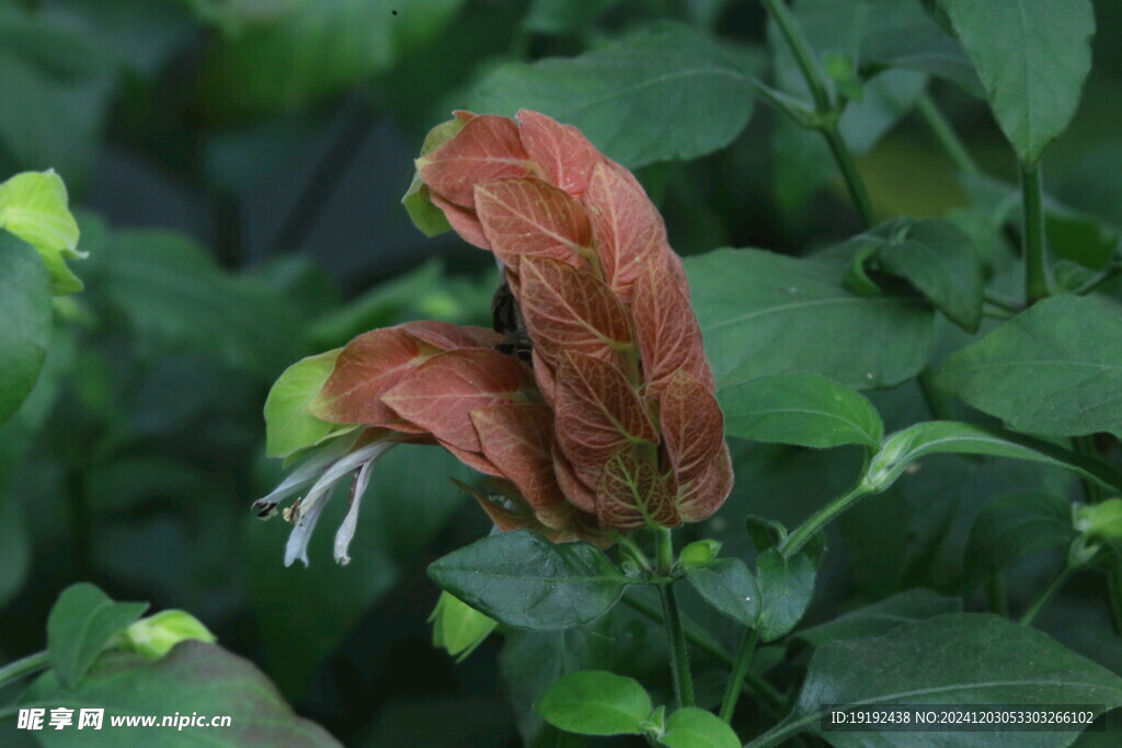 虾衣花 
