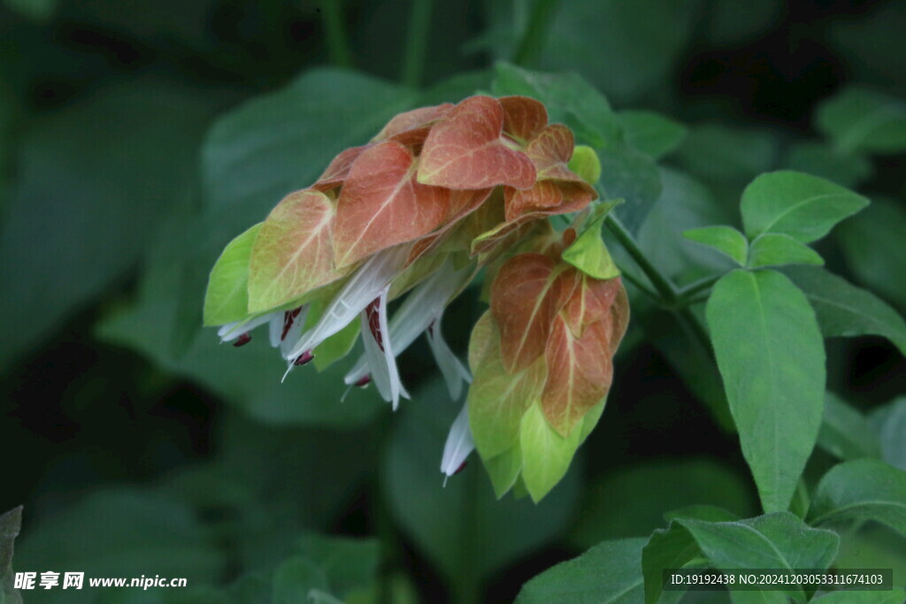 虾衣花  