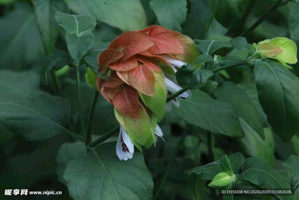 虾衣花 