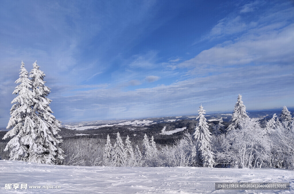 雪地雪松