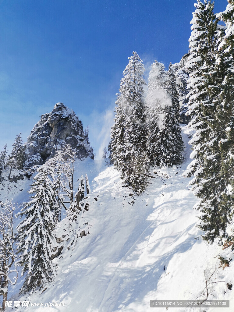 雪地雪松
