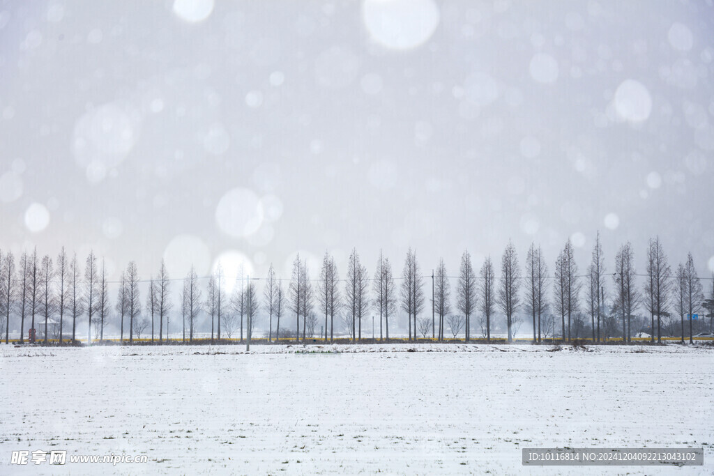 冬季水杉