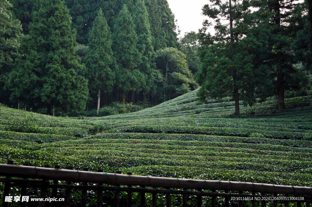 绿色茶园