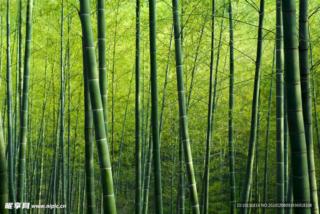 绿色竹林