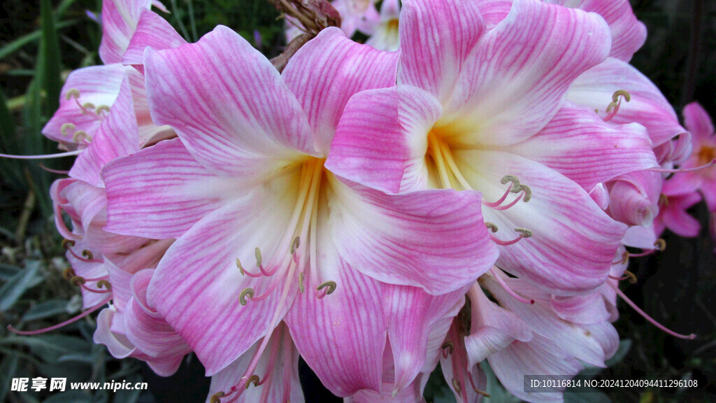 百合花
