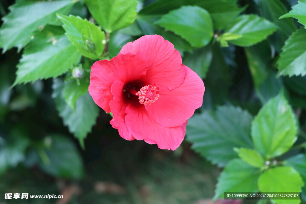扶桑花
