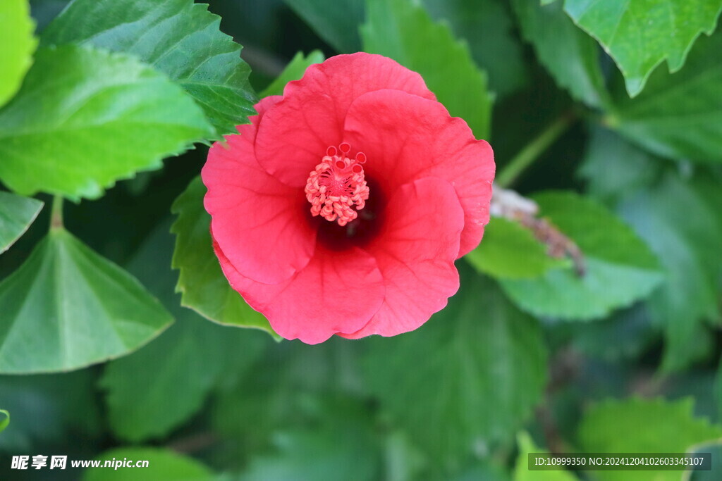 扶桑花