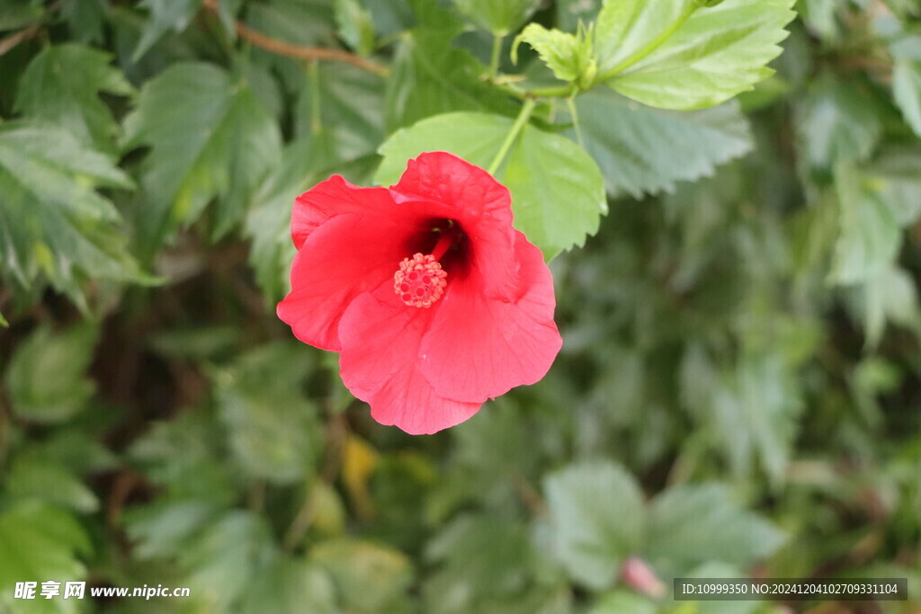 扶桑花