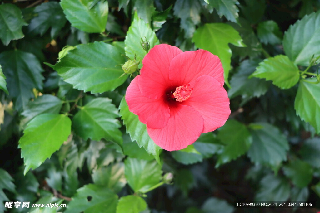 扶桑花