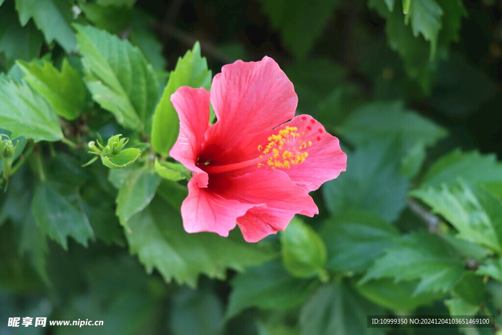 扶桑花