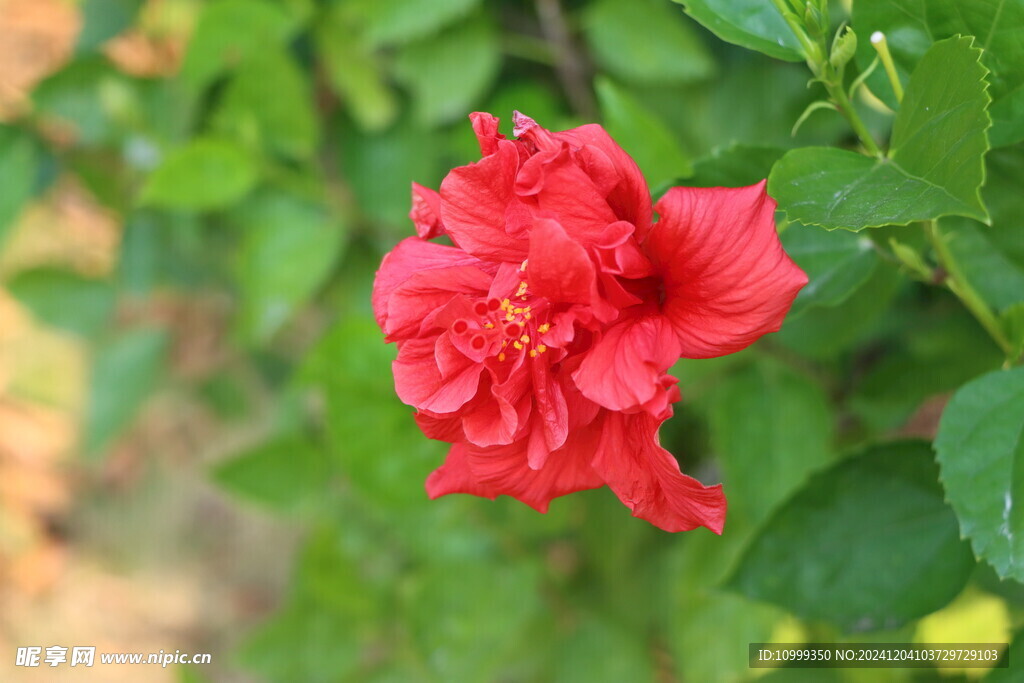 扶桑花