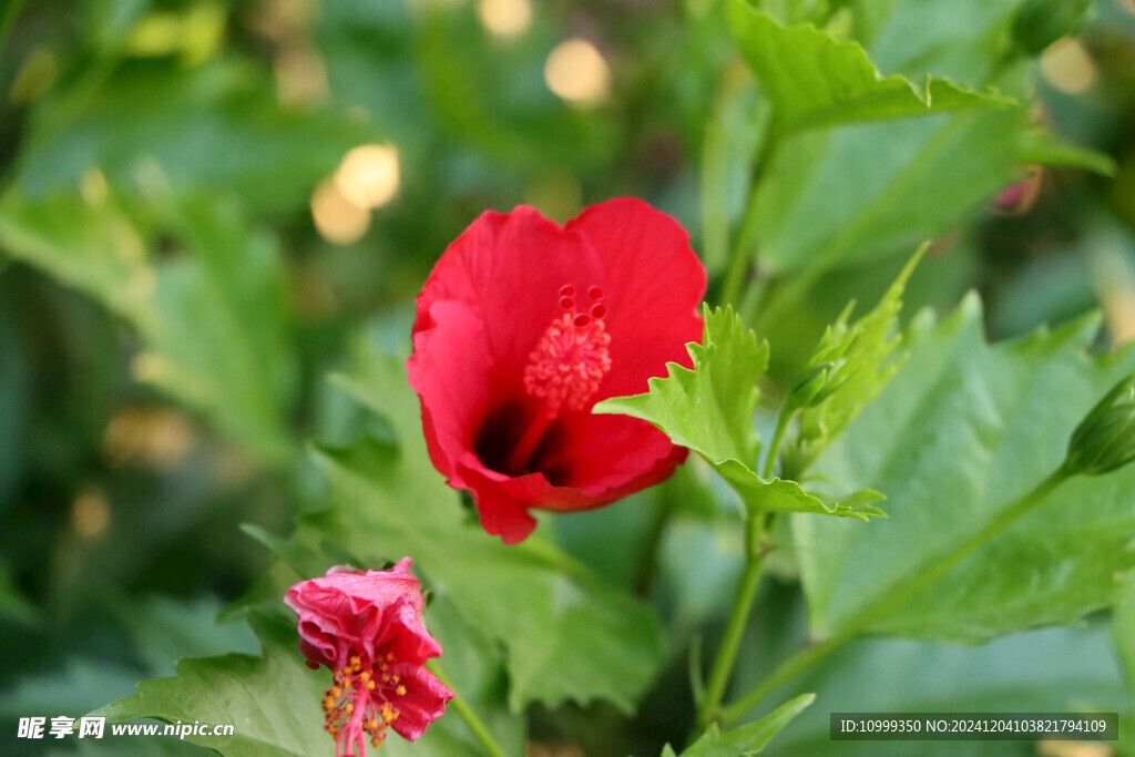扶桑花