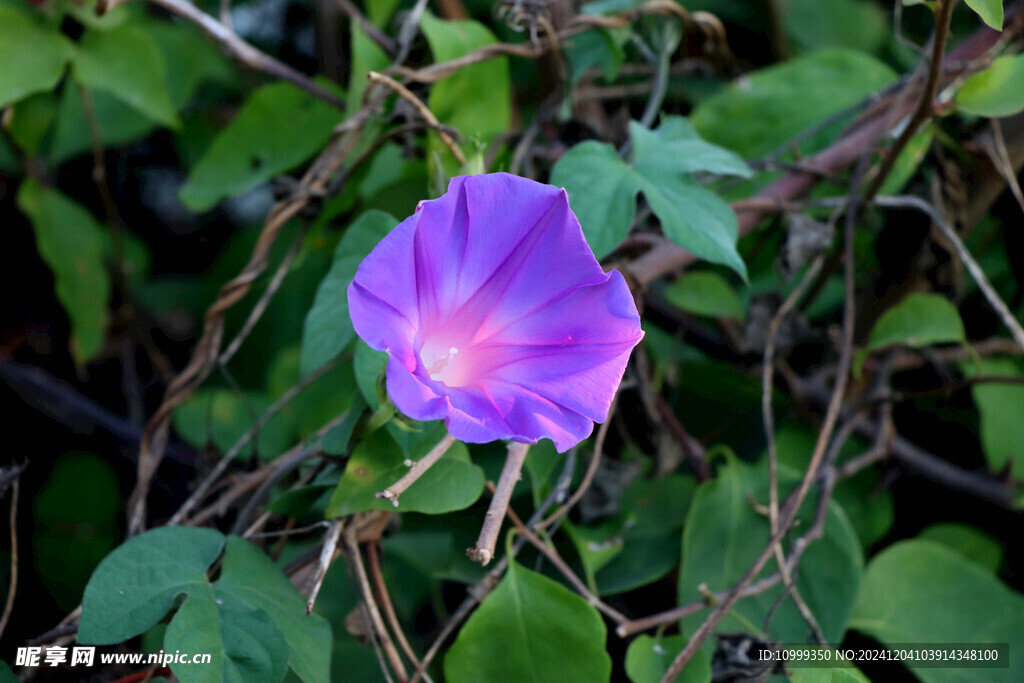 牵牛花