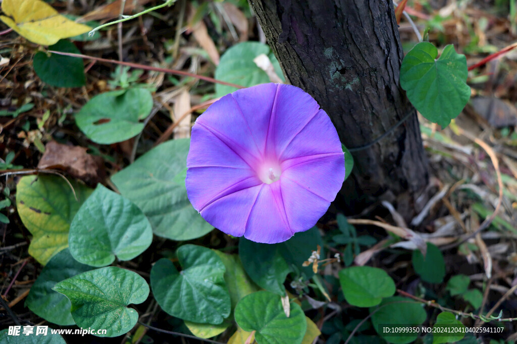 牵牛花