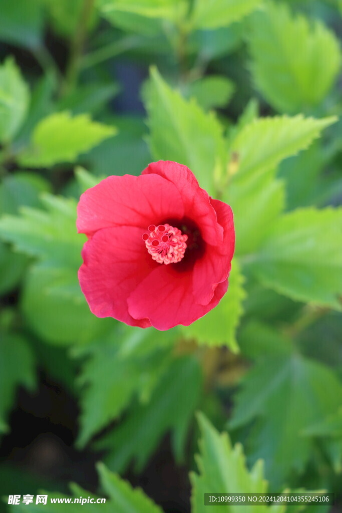扶桑花