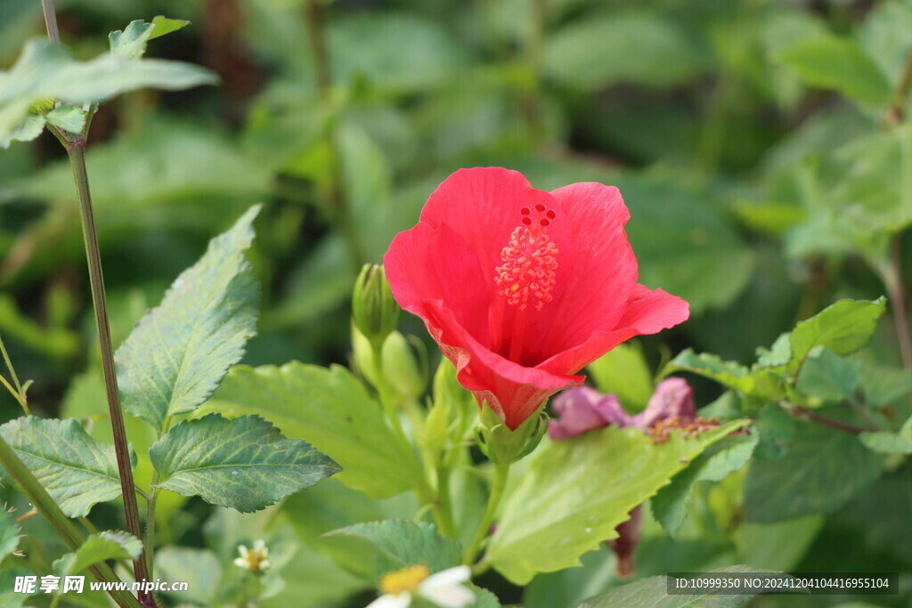 扶桑花