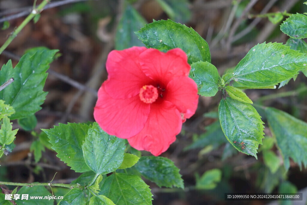 扶桑花