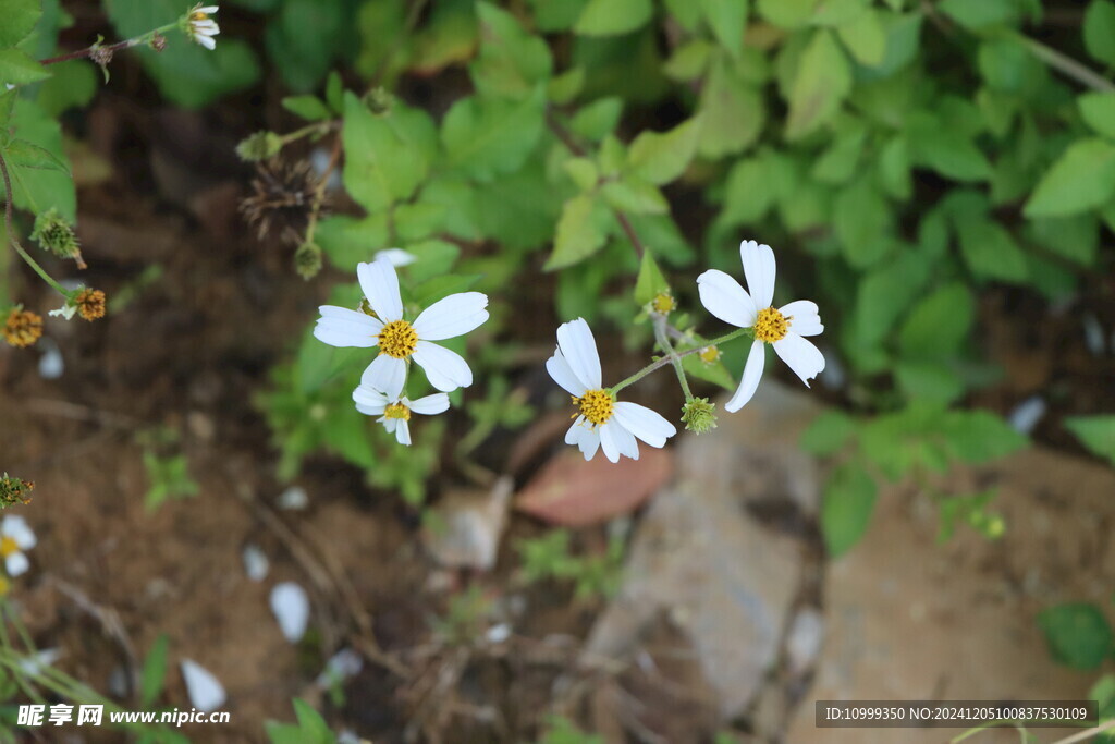 野菊花
