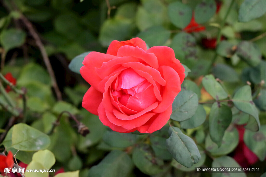月季花