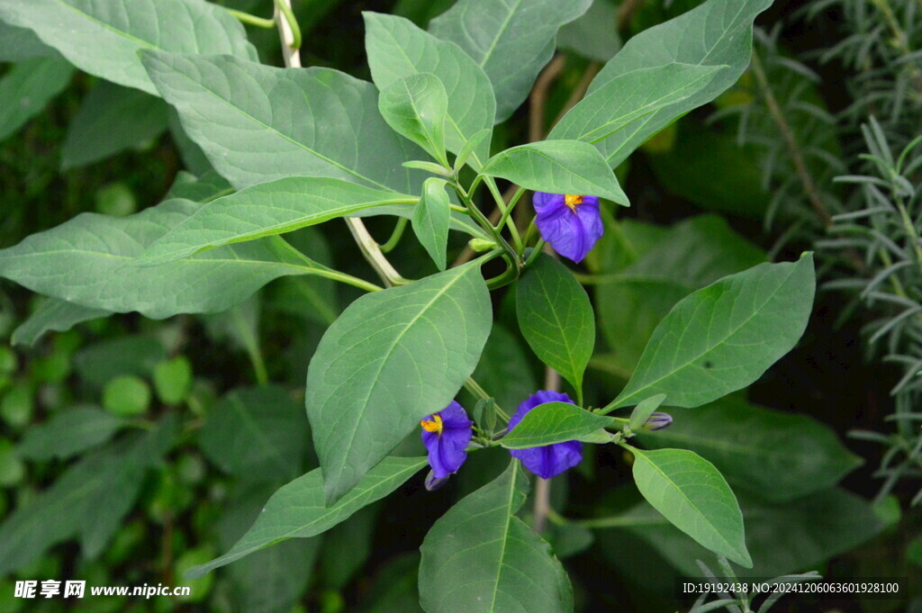 蓝花茄 