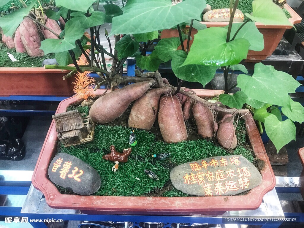 红薯 地瓜