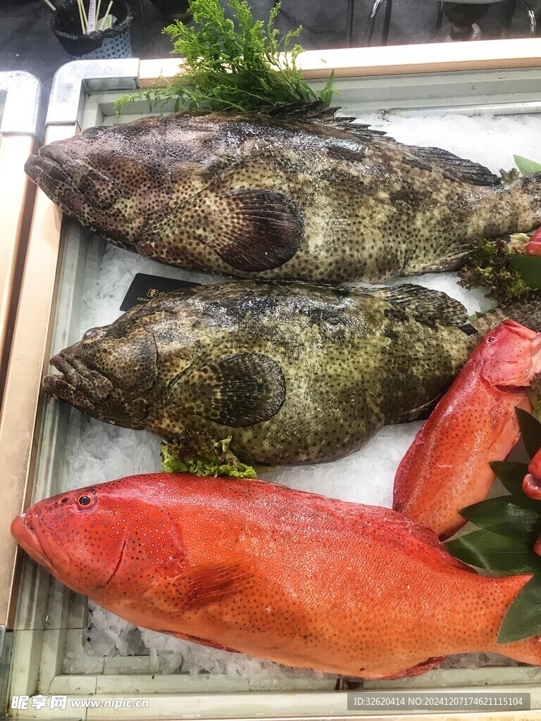 东星斑 青斑鱼