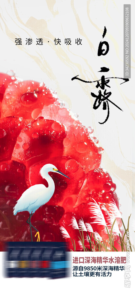 白露