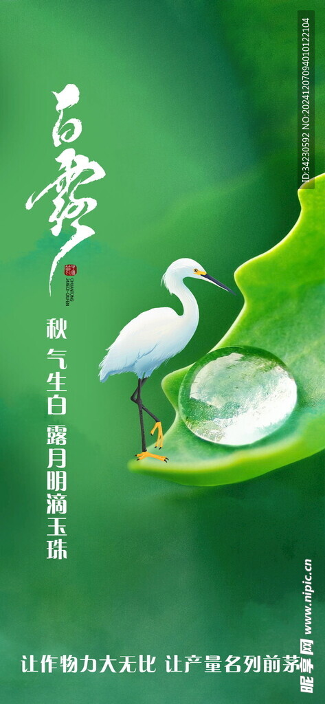 白露