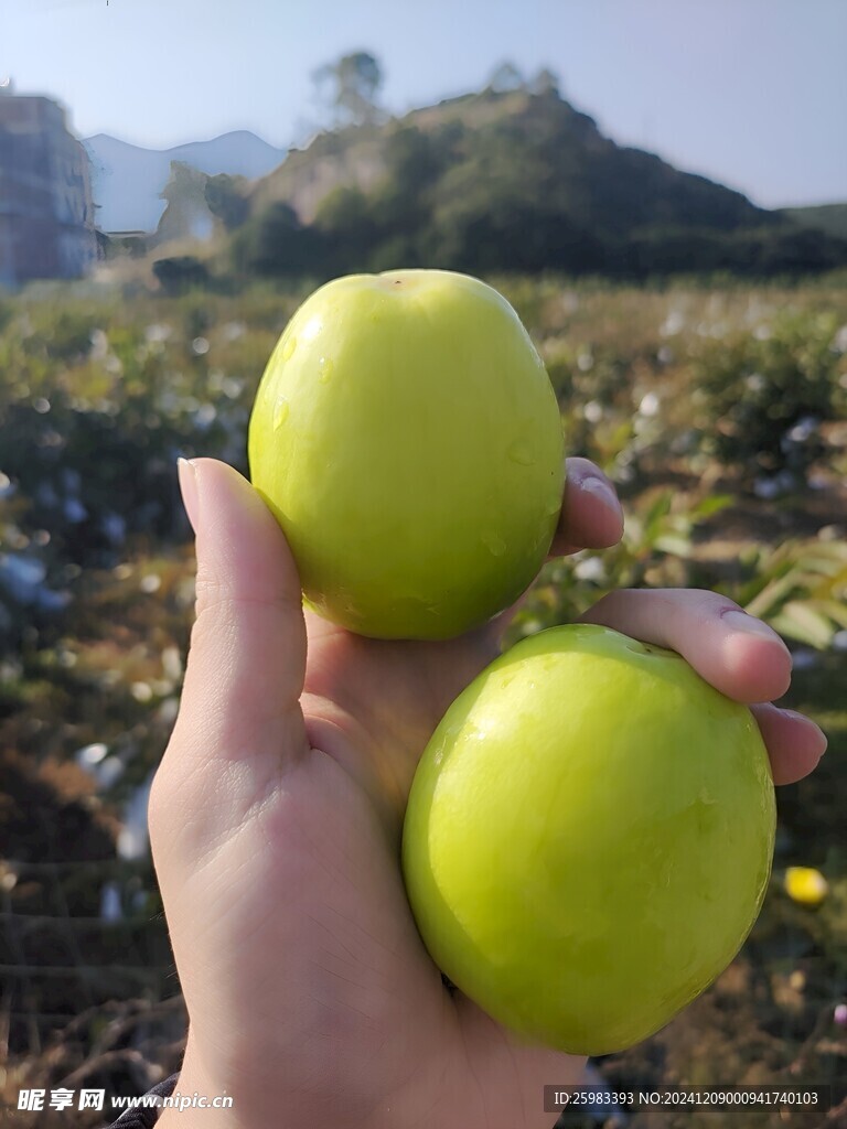 大青枣
