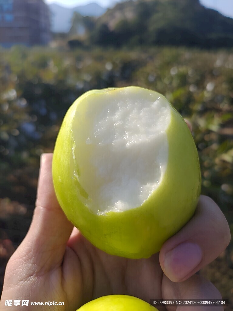 大青枣