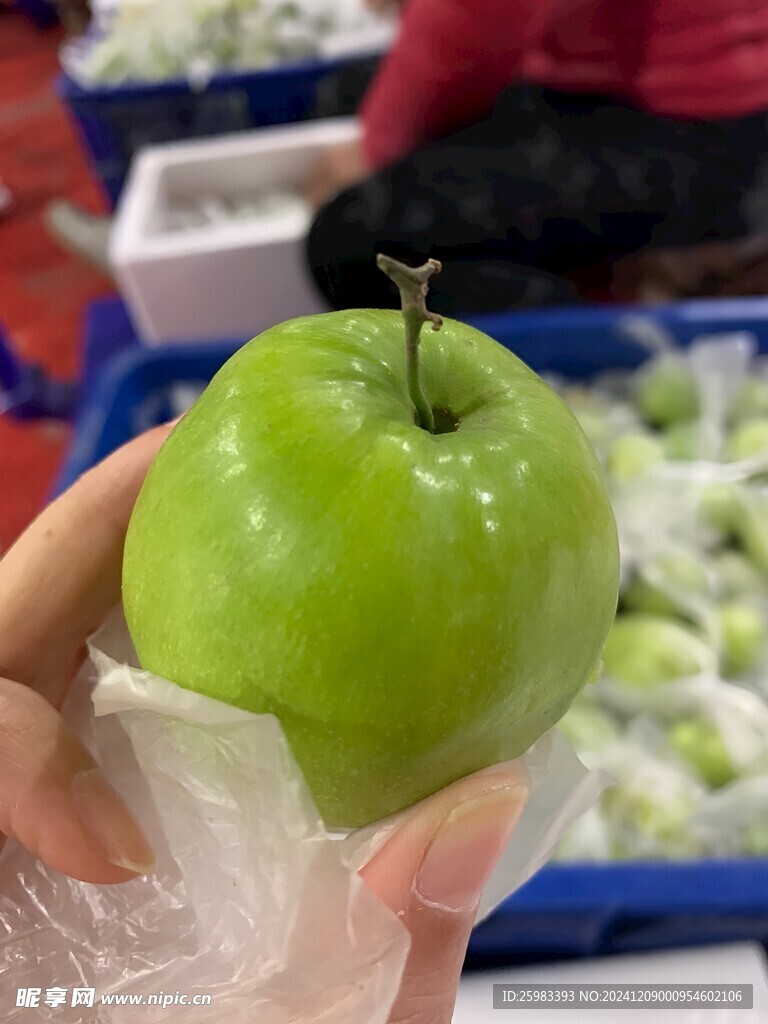 大青枣
