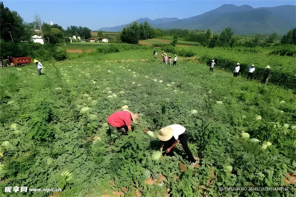 西瓜栽培