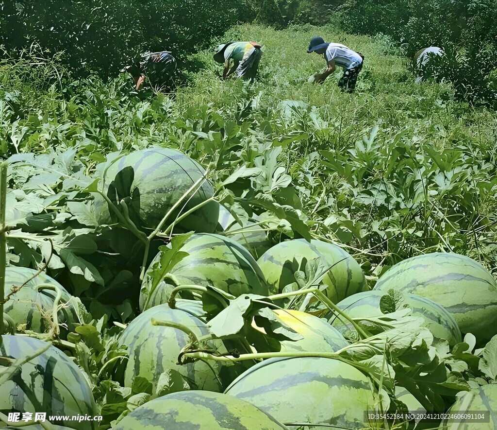 西瓜栽培