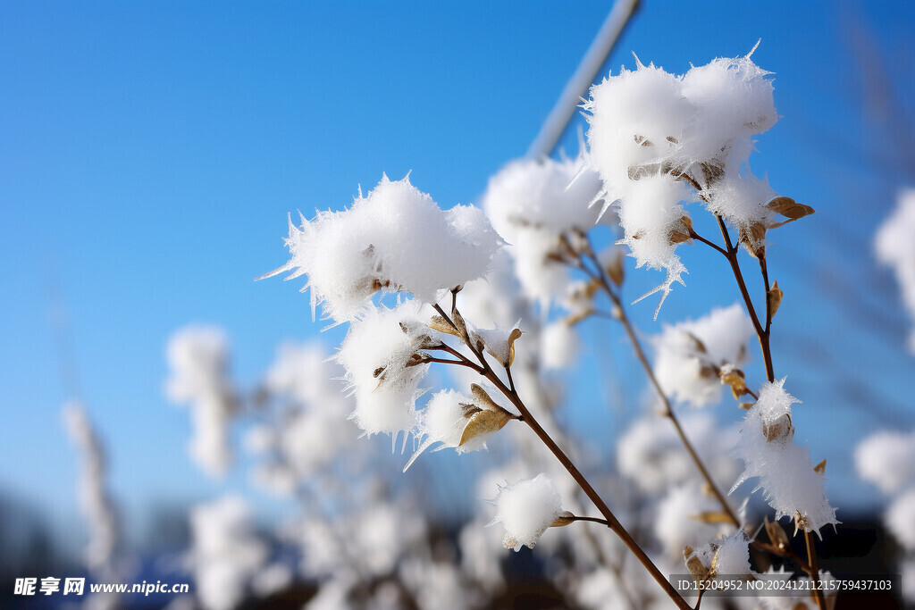 冰雪覆盖的花草