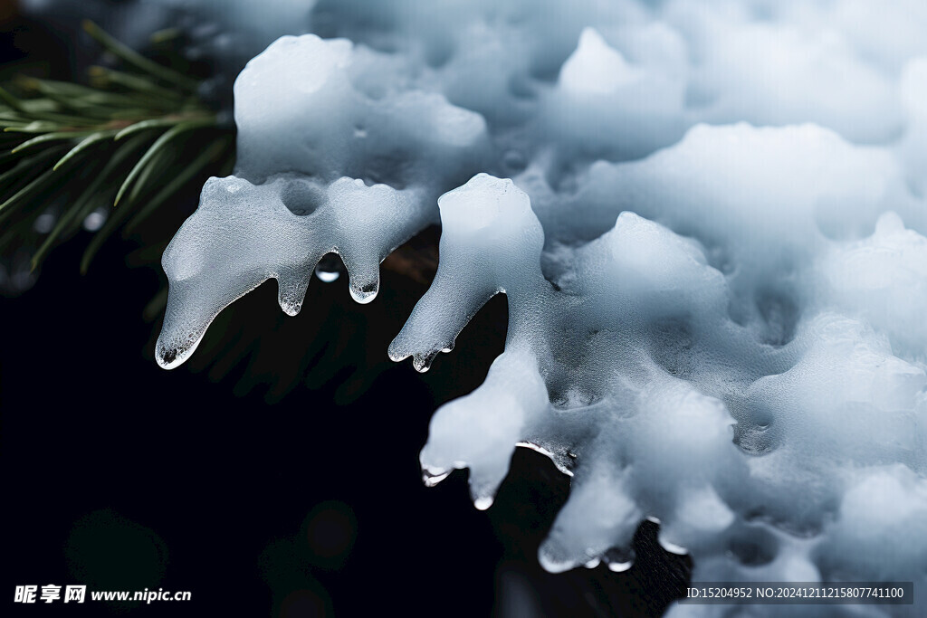 冰雪覆盖在松树枝上