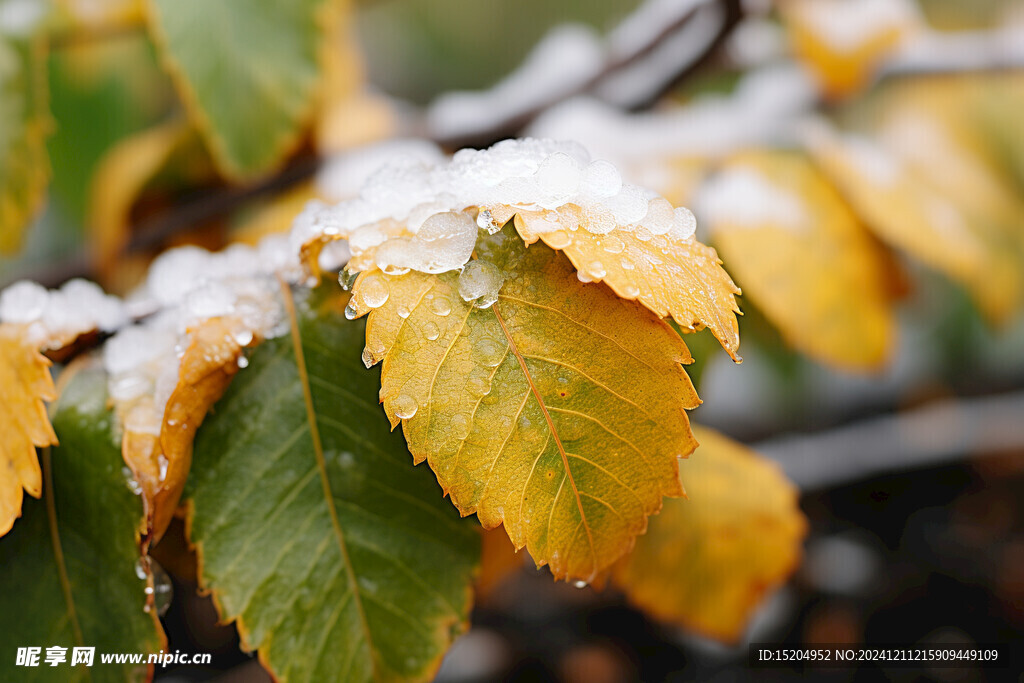 冬季树叶上的冰雪