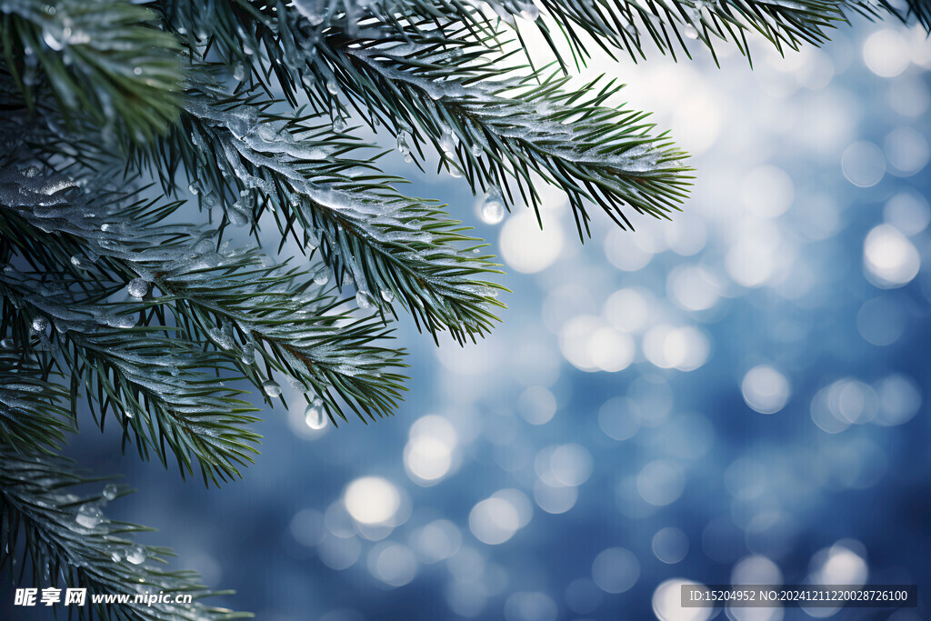 户外松树上的水滴