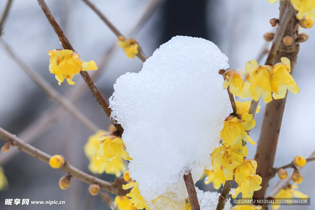 雪日梅花