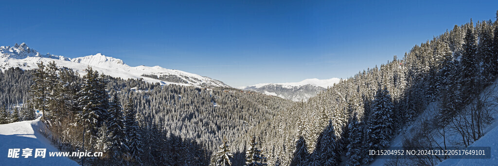 高山山脉的冰雪 带针刺松树的全